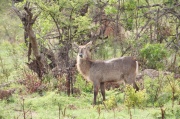 waterbuck